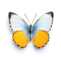 Exquisite Macro Shot of a Captivating Blue Yellow and Orange Butterfly Mid Flight on White Background