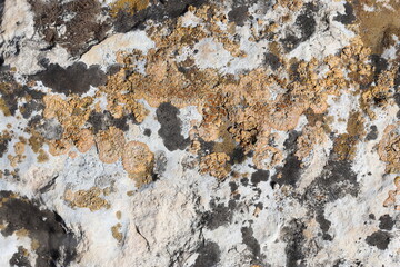 close up of stone with lichen