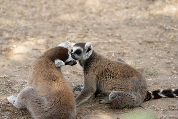 Ring-tailed lemur, Lemur catta sitting in tree shade in natural area