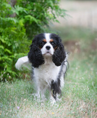 cavalier king charles