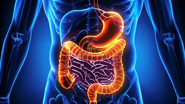 3D Medical Visualization of Digestive System