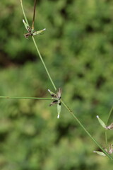 Chondrilla juncea is a species of flowering plant in the family Asteraceae