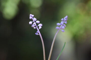 muscari parviflorum flowers in september