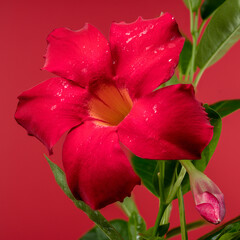 Blooming Dipladenia red on a red background