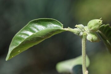 Withania somnifera is an evergreen shrub in the Solanaceae