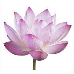 Fototapeta premium Zen lotus flower isolated on white background