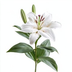 lily flower with leaves isolated on white background