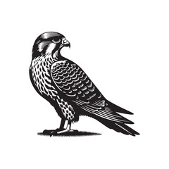 falcon Bird vector art illustration