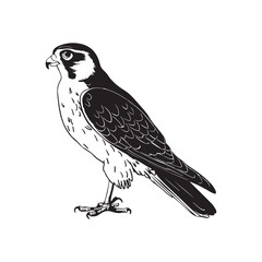 falcon Bird vector art illustration