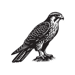 falcon Bird vector art illustration