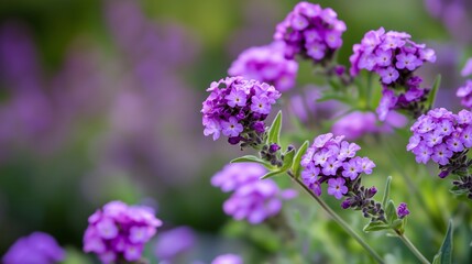 Fototapeta premium Beautiful clusters of purple flowers blooming in a vibrant garden under bright natural sunlight during springtime