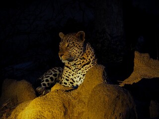 leopard resting in the night on a rock in its natural habitat
