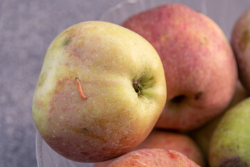 Frischer Apfel vom Baum mit Wurm auf der Haut