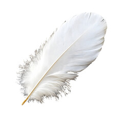 Fototapeta premium White feather isolated on transparent background.