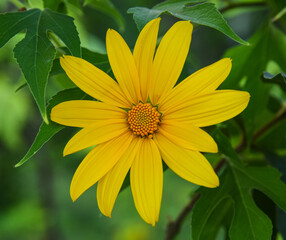 Yellow Tithonia diversifolia flower with green leaves as background