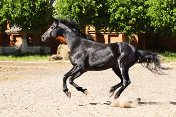 Black thoroughbred horse runs  gallop in ranch 