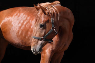 Beautiful bay race horse standing in the stable door