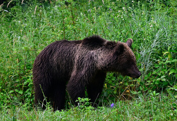 Europäischer Braunbär (Ursus arctos arctos) - Karpaten, Rumänien // European brown bear - Carpathians, Romania © bennytrapp