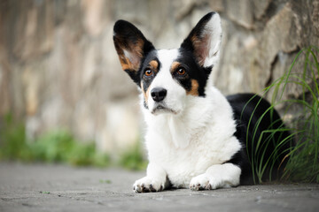 cardigan welsh corgi dog lying down outdoors