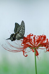 赤い彼岸花の蜜を吸うアゲハチョウ