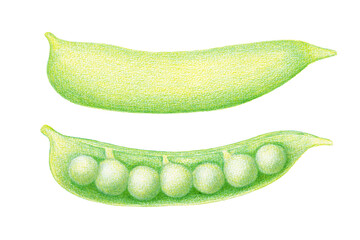 色鉛筆で描いたえんどう豆