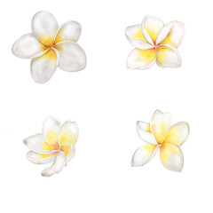 Naklejka premium Tropical Flowers Plumeria Watercolor Botanical Illustration. Design Element for Cards, Invitations, Websites, Blogs, Packaging