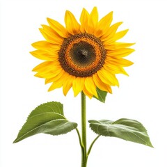 Obraz premium sunflower isolated on white background