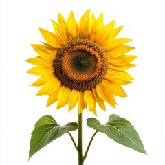 Obraz premium sunflower isolated on white background