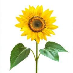 sunflower isolated on white background