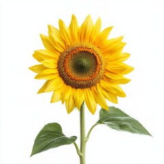 Obraz premium sunflower isolated on white background