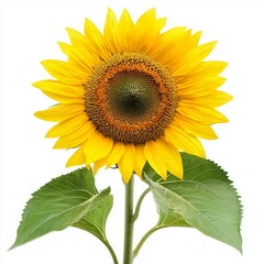 Obraz premium sunflower isolated on white background