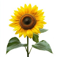 Obraz premium sunflower isolated on white background