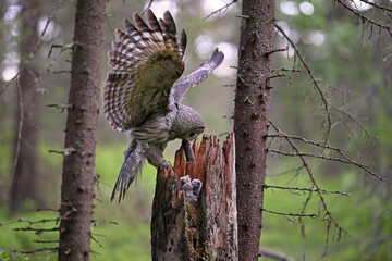 Great Grey Owl Feeding Chicks with Prey in Hollow Tree Nest