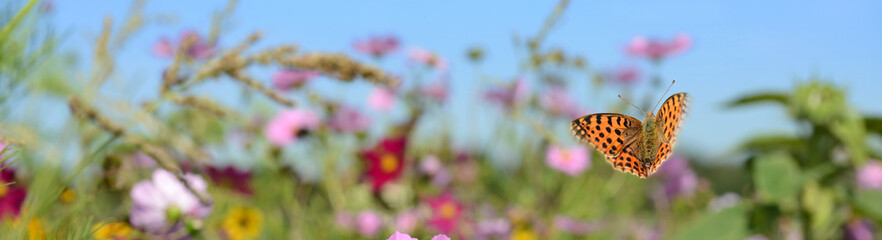 Schmetterling 1239 © K.-U. Häßler