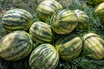 Pumpkin harvest festival, pumpkin picking for halloween, giant pumpkins for competition