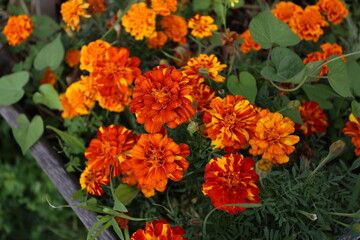 Œillet d'Inde fireball en floraison orange