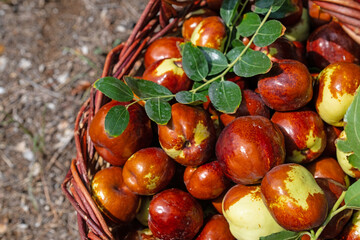 Ripe brown jujube fruits in a basket. Delicious, ripe fruits in a basket. Close-up.