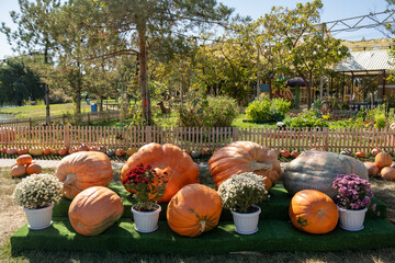 Pumpkin harvest festival, pumpkin picking for halloween, giant pumpkins for competition