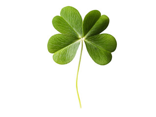 A four-leaf clover, a symbol of good fortune and luck