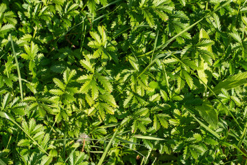 A close up of green grass with some weeds in it