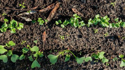 Young vegetable seedlings emerging from soil in a garden bed, symbolizing growth and sustainability in organic farming