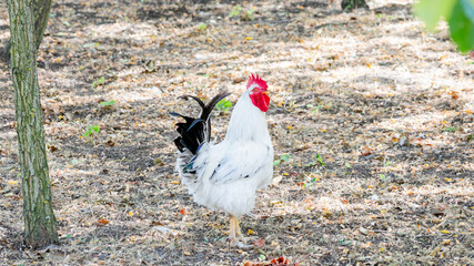A vibrant white rooster with a red comb stands on dry, leafy ground, symbolizing rural life and...