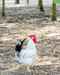 A white rooster stands proudly in a sunlit forest clearing, symbolizing the rural charm of traditional farm life