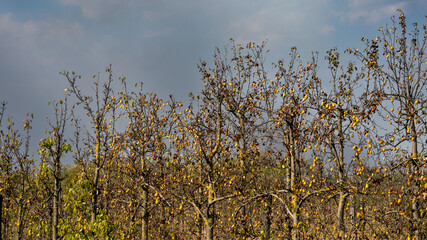 A grove of leafless pear trees with sparse yellow leaves under a cloudy sky, depicting the autumn season and change