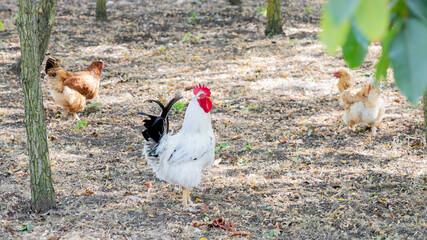 White rooster and hens roaming outdoors on a sunny day, showcasing natural farming and sustainable agriculture concepts