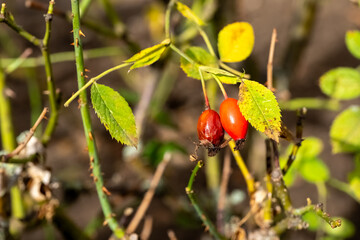 red berries on a plant. The berries are ripe and ready to be picked