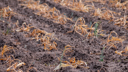 Drought-stricken agricultural field illustrating severe crop failure and environmental challenges, emphasizing the critical issue of climate change and famine