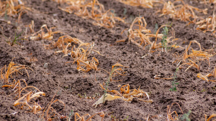 Parched agricultural field with withered crops depicting drought and environmental challenges affecting farming and food security