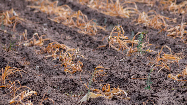 Drought-stricken agricultural field illustrating severe crop failure and environmental challenges, emphasizing the critical issue of climate change and famine