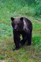 European brown bear - Carpathians, Romania // Europäischer Braunbär (Ursus arctos arctos) - Karpaten, Rumänien © bennytrapp
